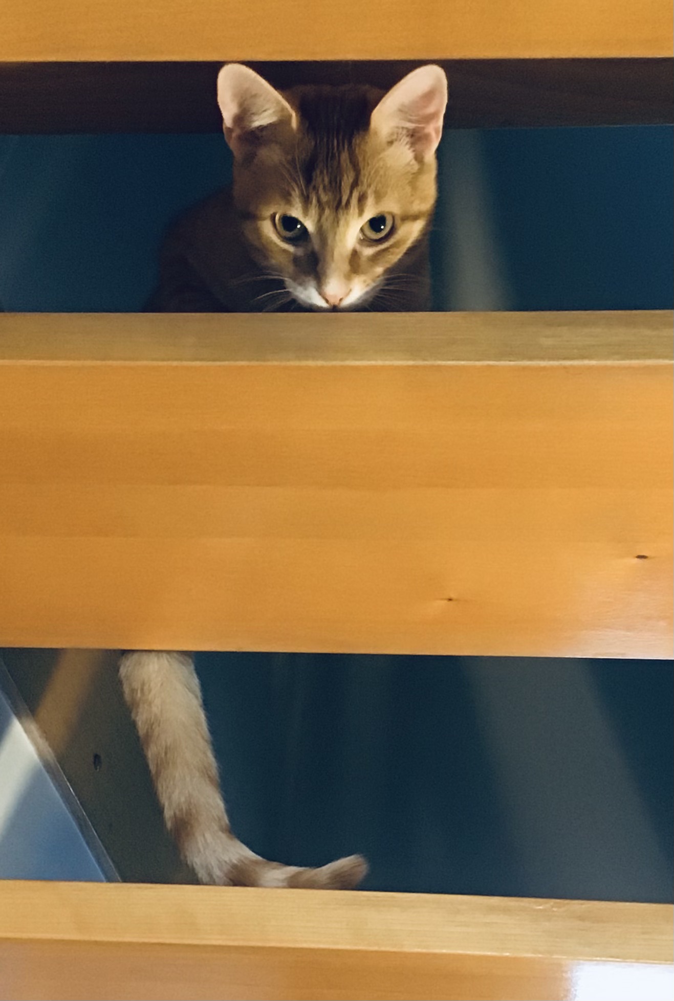 Photo d’un chat roux dans les marches d’un escalier